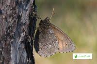 Attēlu rezultāti vaicājumam “Oeneis jutta underside”