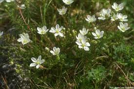 Attēlu rezultāti vaicājumam “Sagina nodosa”