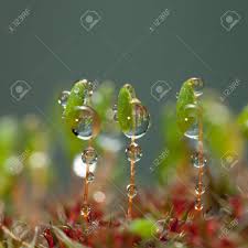 Attēlu rezultāti vaicājumam “Pohlia nutans sporophyte”