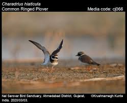 Attēlu rezultāti vaicājumam “Charadrius hiaticula adult”