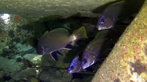 Image result for Sciaena umbra