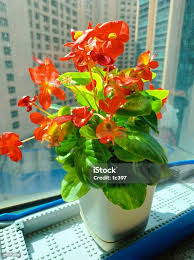 Image result for Begonia cucullata var. Hookeri