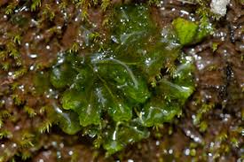 Attēlu rezultāti vaicājumam “Blasia pusilla sporophyte”