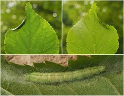 Attēlu rezultāti vaicājumam “Semioscopis avellanella”