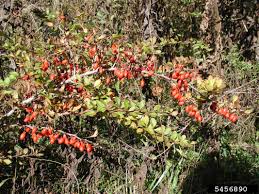 Attēlu rezultāti vaicājumam “Berberis thunbergii fruit”