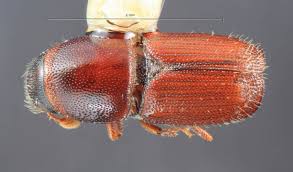 Attēlu rezultāti vaicājumam “Scolytus ratzeburgi”