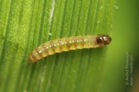 Attēlu rezultāti vaicājumam “Pediasia fascelinella”