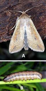 Attēlu rezultāti vaicājumam “Mythimna sp.”