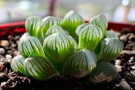 Image result for Haworthia mix