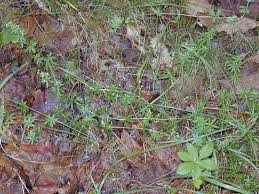 Attēlu rezultāti vaicājumam “Cribraria rubiginosa stalked”