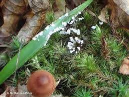 Attēlu rezultāti vaicājumam “Diderma spumarioides”