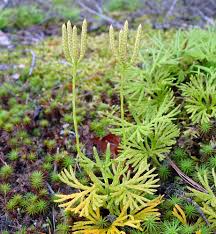 Attēlu rezultāti vaicājumam “Diphasium complanatum”