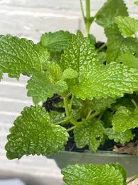 Attēlu rezultāti vaicājumam “Melissa officinalis leaf”