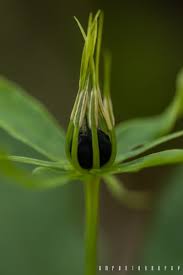 Attēlu rezultāti vaicājumam “Paris quadrifolia bud”