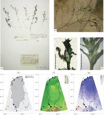 Attēlu rezultāti vaicājumam “Najas tenuissima leaf”