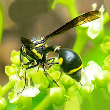 Attēlu rezultāti vaicājumam “Eumenes sp.”