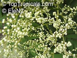 Attēlu rezultāti vaicājumam “Sorbaria sorbifolia fruit”