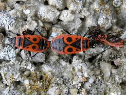 Attēlu rezultāti vaicājumam “Pyrrhocoris apterus nymph”