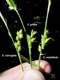 Attēlu rezultāti vaicājumam “Carex digitata fruit”