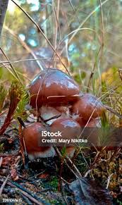 Attēlu rezultāti vaicājumam “Lycogala cf. oleocrystalliferum macro”
