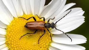 Attēlu rezultāti vaicājumam “Paracorymbia maculicornis”