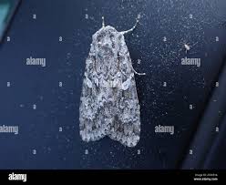 Attēlu rezultāti vaicājumam “Eurois occulta”