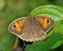 Attēlu rezultāti vaicājumam “Maniola jurtina”