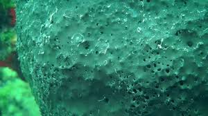 Attēlu rezultāti vaicājumam “Spongia”