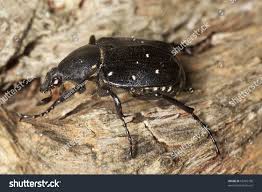 Attēlu rezultāti vaicājumam “Gnorimus variabilis”