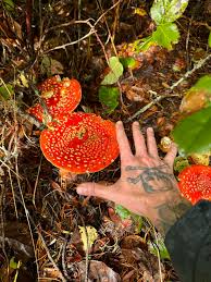 Attēlu rezultāti vaicājumam “Amanita muscaria”