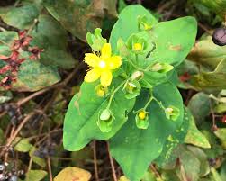 Attēlu rezultāti vaicājumam “Hypericum perforatum leaf”