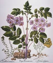 Attēlu rezultāti vaicājumam “Solanum tuberosum”