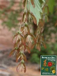 Attēlu rezultāti vaicājumam “Acer negundo female flower”