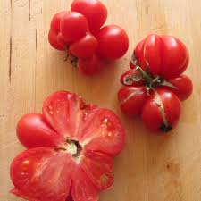 Afbeeldingsresultaat voor voyage tomato