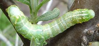 Attēlu rezultāti vaicājumam “Amphipyra perflua”