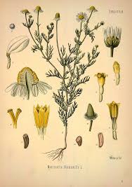 Image result for Matricaria recutita (chamomilla)