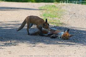 Attēlu rezultāti vaicājumam “Vulpes vulpes  juvenile”