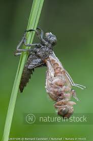 Attēlu rezultāti vaicājumam “Libellula fulva”