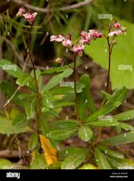 Attēlu rezultāti vaicājumam “Chimaphila umbellata fruit”