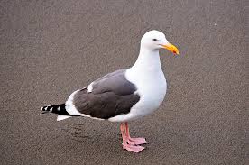 Attēlu rezultāti vaicājumam “Larus marinus”