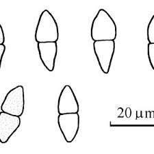 Attēlu rezultāti vaicājumam “Hypocreopsis lichenoides”