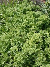 Attēlu rezultāti vaicājumam “Anthriscus”