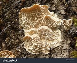 Attēlu rezultāti vaicājumam “Hericium cirrhatum”