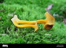 Attēlu rezultāti vaicājumam “Cantharellus lutescens”