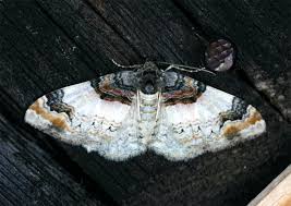 Attēlu rezultāti vaicājumam “Catarhoe cuculata”