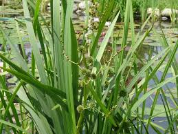 Attēlu rezultāti vaicājumam “Sparganium erectum aggr. leaf”