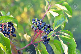 Attēlu rezultāti vaicājumam “Cornus sanguinea fruit”