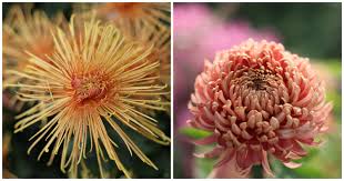 Image result for Chrysanthemum spectabile