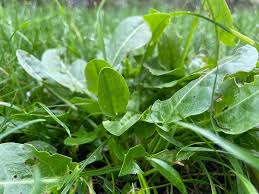 Attēlu rezultāti vaicājumam “Rumex acetosa leaf”