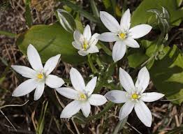 Attēlu rezultāti vaicājumam “Ornithogalum umbellatum flower”
